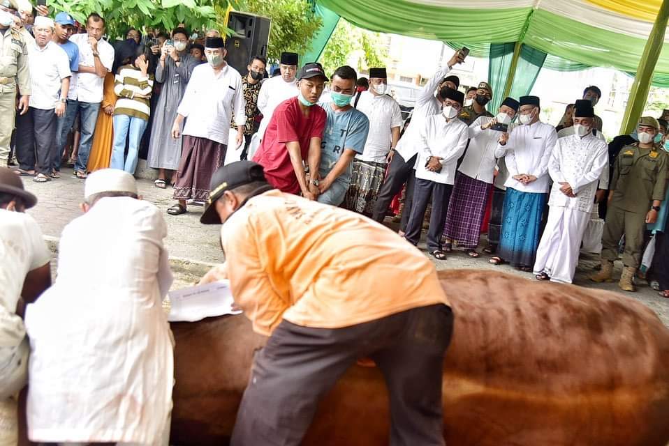 ASN Pemprovsu Kurban 144 Ekor Sapi, Gubsu : Semuanya Bebas PMK