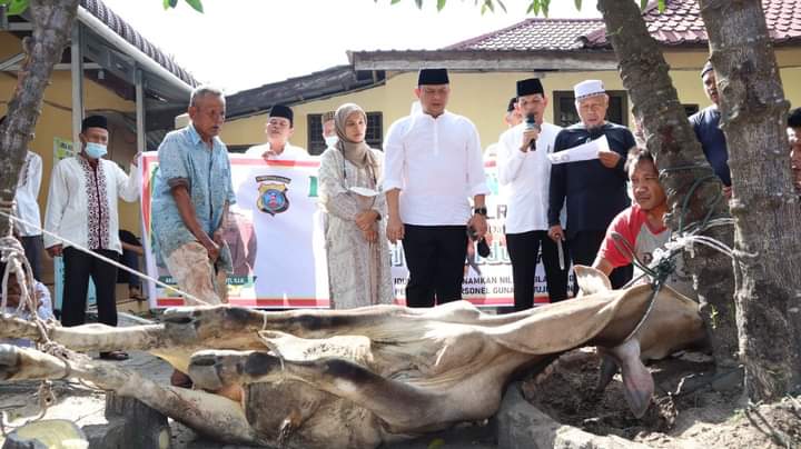 Polres Labuhanbatu Sembelih 22 Ekor Sapi Kurban Bebas PMK