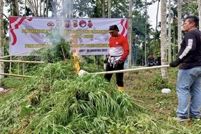 Tiga Hektar Ladang Ganja Dimusnahkan di Lhokseumawe Aceh