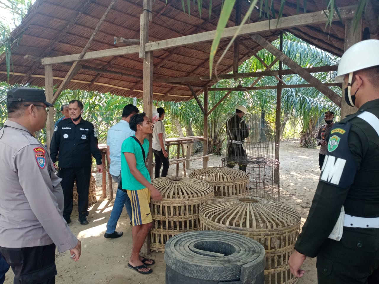 Jadi Lokasi Judi Sabung Ayam, Polres Agara Gerebek Kebun Sawit di Semadam