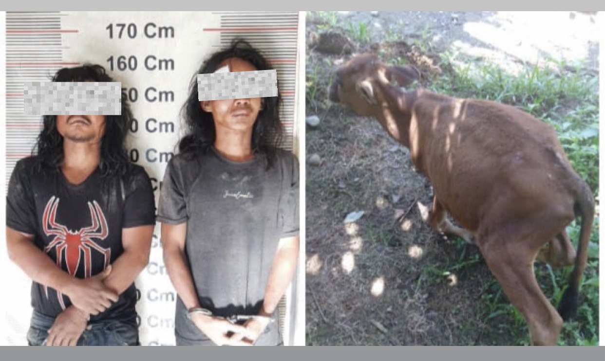 Dua Pelaku Pencurian Ternak Lembu di Stabat Diamankan Polisi