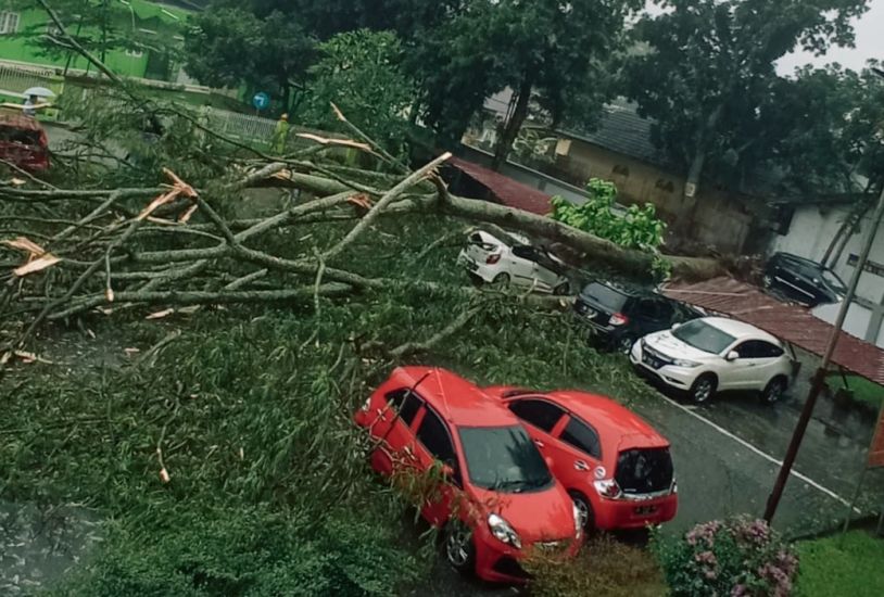 Pohon Raksasa di RSUP Adam Malik Tumbang, 3 Mobil Hancur Tertimpa