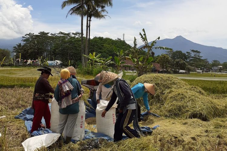 4 Hektare Sawah di Salatiga Gagal Panen karena Cuaca Ekstrem