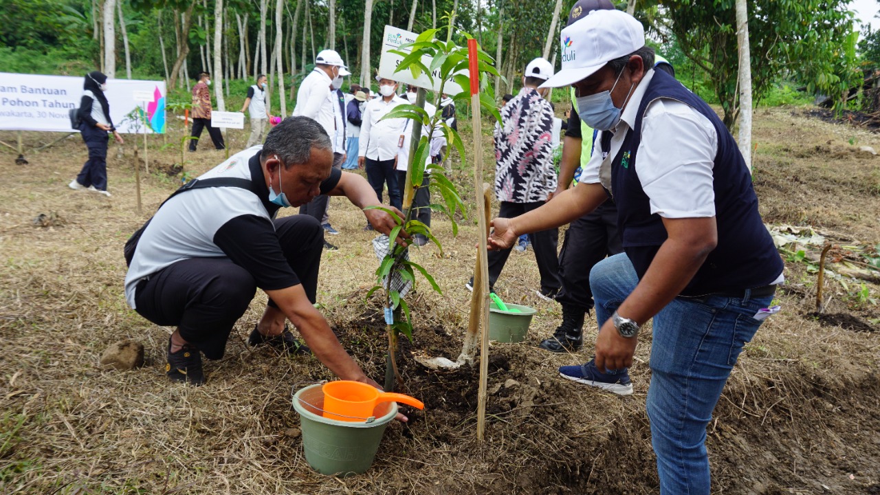 Tingkatkan Dampak Positif Penghijauan, PLN Peduli Dukung Pengembangan Agroforestry