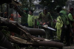 Pohon di Balai Kota Tumbang, 5 Polisi Jadi Korban