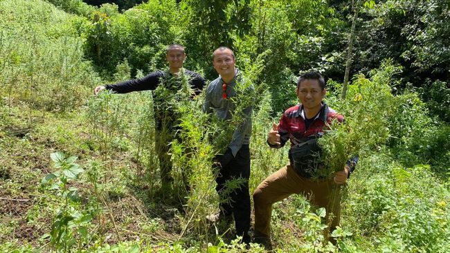 11 Hektar Ladang Ganja di Madina Sumut Ditemukan Polda Metro Jaya