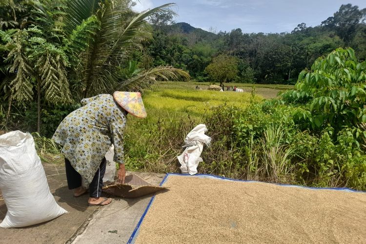 Jambi Alami Defisit Beras, Dampak Alih Fungsi Lahan Pertanian Jadi Tambang Emas