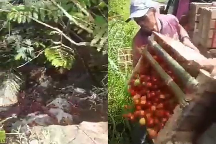 Viral Petani Ngamuk dan Buang 1 Pikap Tomat karena Harga Anjlok