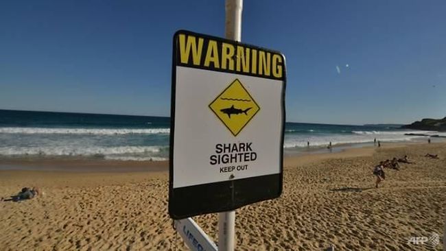 Pantai di Sydney Ditutup Sementara Usai Hiu Serang Lumba-lumba