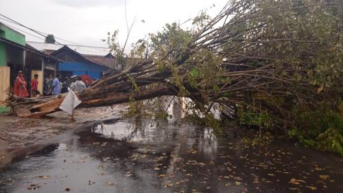 Puluhan Pohon di Sukoharjo Tumbang Akibat Hujan Deras, 2 Orang Tewas