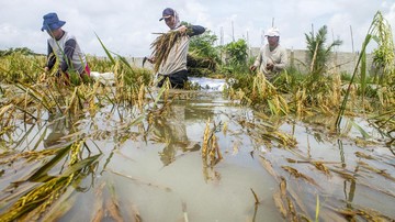 Dilanda Banjir, Ratusan Hektare Sawah di Jawa Timur Gagal Panen