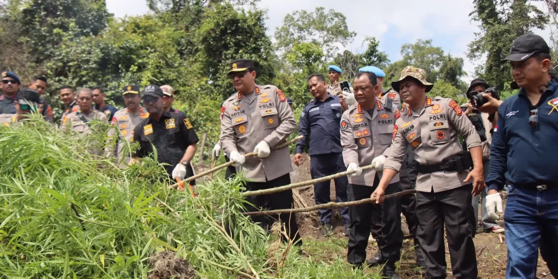 Polda Aceh Musnahkan Total 43 Hektare Ladang Ganja di 2 Kabupaten