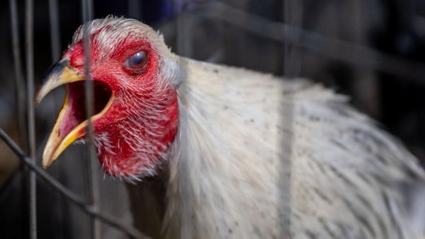 China Larang Pelancong Masuki Area Pasar, Akibat Penemuan Kasus Baru Flu Burung H5N6