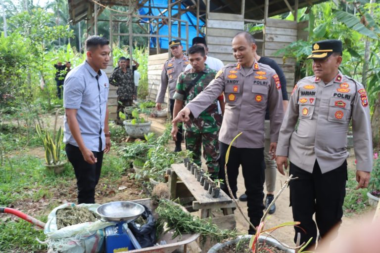 Polisi Amankan Ratusan Batang Ganja dari Kebun Warga di Aceh, Pelaku Kabur