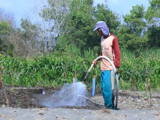 PLN Terapkan Electrifying Agriculture, Operasional Petani Bawang Merah Hemat Hingga 90%