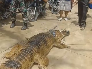 Ngeri! Ibu dan Anak di Labura Dimangsa Buaya Saat Nyuci di Sungai Merbau