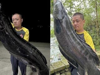 Pemancing Taiwan Berhasil Tangkap Ikan Gabus Raksasa, Beratnya Mencapai 20 kg