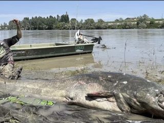 Pemancing Italia Tangkap Ikan Lele Terbesar Dunia, Panjangnya 2,8 Meter
