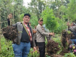 Ada Ladang Ganja di Hutan Karo-Langkat, Polres Tanah Karo Amankan 2 Petani