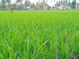 Pupuk NPK-PIM, Solusi Bagi Petani di Aceh Tenggara