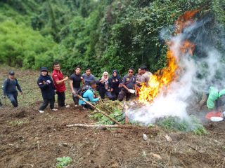 BNNK Madina Temukan 1,5 Hektar Ladang Ganja di Perbukitan Tor Sihite