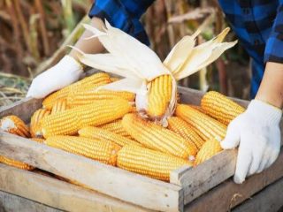 Produksi Jagung Disebut Surplus, Begini Penjelasan Plt Kementan