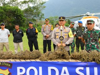 Polda Sumut Temukan 150 Hektare Ladang Ganja di Madina dengan Teknologi Citra Satelit