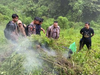 Polres Madina Kembali Temukan 1 Hektar Ladang Ganja di Perbukitan Tor Sihite