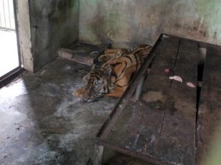 Harimau Benggala di Medan Zoo Mati, Ini Kata PUD Pembangunan