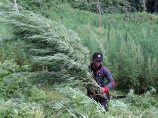 Ladang Ganja Seluas 1,8 Hektare Ditemukan di Madina, Polisi Buru Pemilik