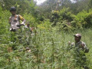 59 Titik Ladang Ganja Ditemukan di Bromo dengan Bantuan Drone