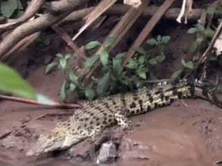 Viral Ada Buaya di Sekitar SMAN 5 Depok, Damkar Turun ke Lokasi