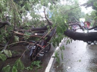 3 Orang Luka-luka Tertimpa Pohon Tumbang di Senen Jakpus