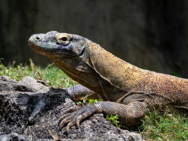 Polisi Amankan 2 Pencuri Komodo di Manggarai Timur