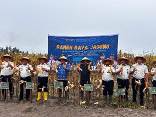 Lapas Labuhan Ruku Sukses Gelar Panen Raya, Jagung Berlimpah dari Balik Tembok Pemasyarakatan:
