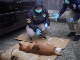 4 Anjing yang Tewaskan Bocah di Jasinga Mati karena Kehabisan Oksigen