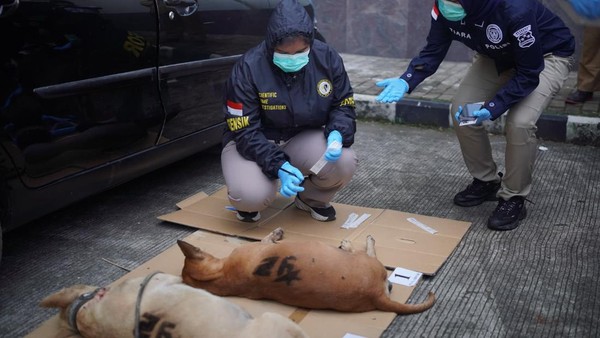 4 Anjing yang Tewaskan Bocah di Jasinga Mati karena Kehabisan Oksigen
