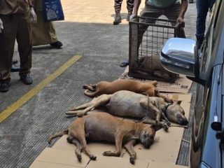 Bocah di Bogor Tewas Usai Digigit Anjing Pemburu, 57 Orang Diperiksa Polisi
