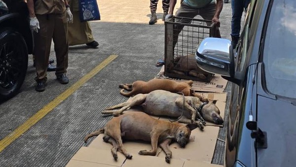 Bocah di Bogor Tewas Usai Digigit Anjing Pemburu, 57 Orang Diperiksa Polisi