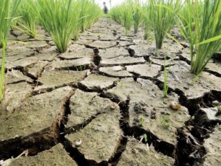 DPKP Pandeglang Catat 808 Hektare Sawah Kekeringan