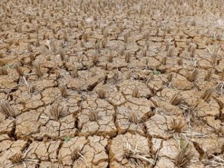 Pulau Jawa Zona Merah! BMKG Keluarkan Peringatan Dini Kekeringan Meteorologis 