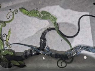 WN Korea Jadi Tersangka Usai Ketahuan Selundupkan 8 Biawak di Bandara Soetta