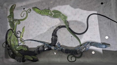 WN Korea Jadi Tersangka Usai Ketahuan Selundupkan 8 Biawak di Bandara Soetta