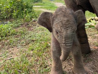 Selamat! Gajah Lisa Lahirkan Anak ke-6 di BTN Tesso Nilo Riau