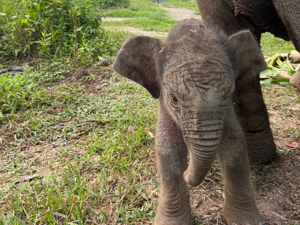 Selamat! Gajah Lisa Lahirkan Anak ke-6 di BTN Tesso Nilo Riau