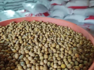 Harga Kedelai Mahal, Kementan Beberkan Penyebabnya