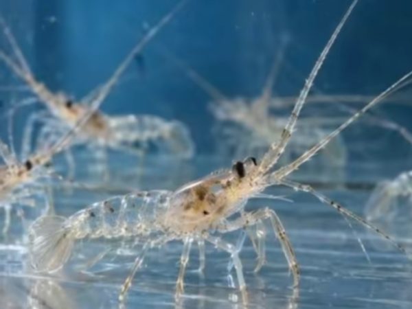 Penyelundupan 73 Ribu Benih Lobster Senilai Rp5,8 M ke Vietnam Digagalkan Bareskrim