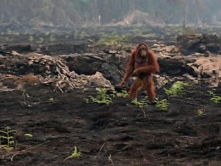 Orang Utan yang Berjalan Kebingungan di Sisa Karhutla Buat Heboh, Sudah Dievakuasi